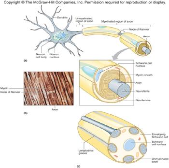 throughout cytoplasm & are membranous packets which consist of rough endoplasmic reticulum *mature neurons generally do not reproduce *2 kinds of nerve fibers: *(1) dendrites nerve fibers (many) that