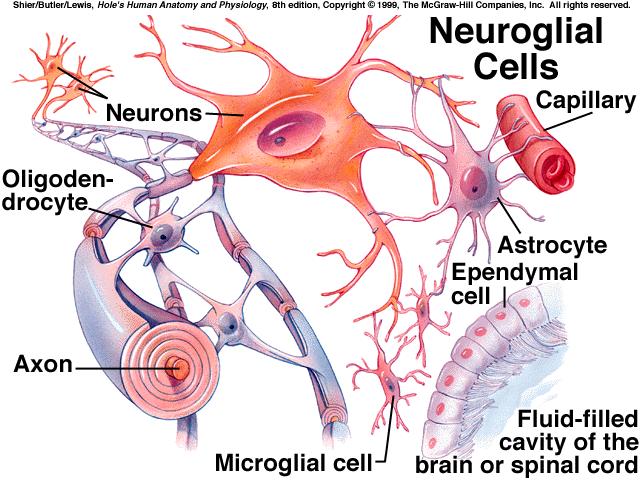 *CNS contains 4 types of neuroglia: 1) astrocytes star-shaped; found between neurons & blood vessels; aid metabolism of substances like glucose; help regulate concentrations of ions like K; respond