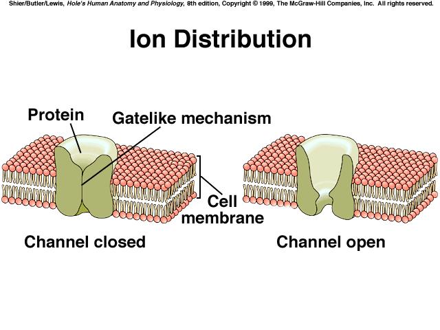form channels that may be selective to ions entering the cell C.