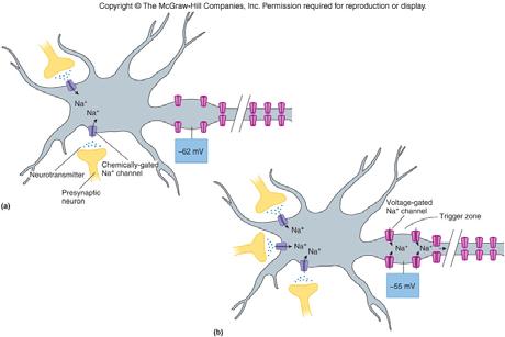 Local Potential Changes (continued) *sometimes the presynaptic neuron does not release enough neurotransmitter to open the gated Na