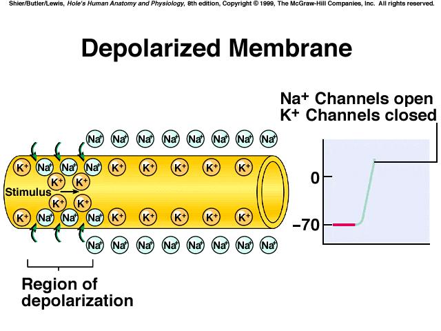 Soon afterward, voltage-sensitive K channels open and K diffuses out, & the membrane is