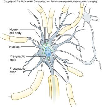 *EPSPs and IPSPs are summed in a trigger zone (initial segment of the axon) of the neuron Figure 10.