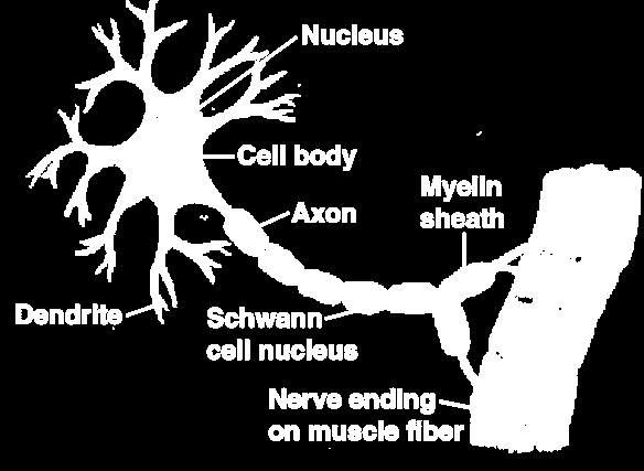 NEURON Motor neurons impulses from the CNS or ganglia to effector cells. Two types.