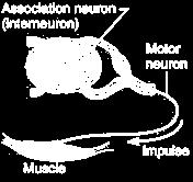 Interneurons, (intercalated neurons) form a