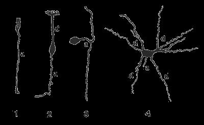 1. unipolar neuron 2. bipolar neuron 3.