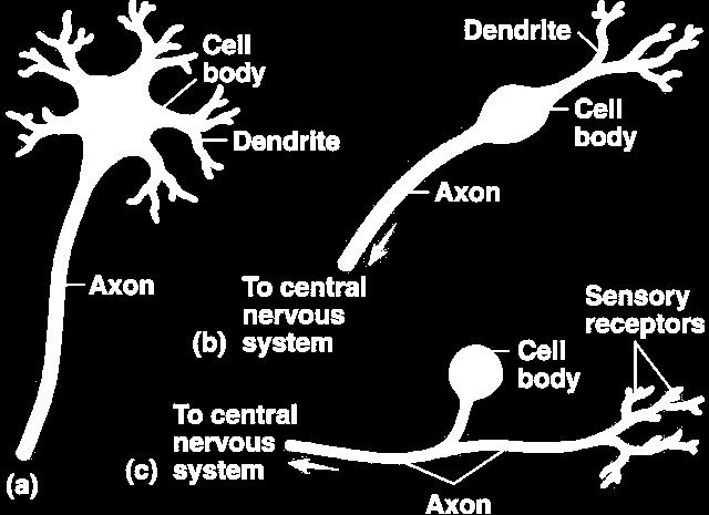 Classified on the basis of the number of processes extending from the cell body Multipolar neurons have one axon and two or more dendrites Bipolar neurons have one axon and one dendrite Unipolar
