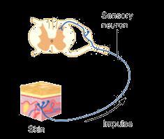 NEURON Sensory neurons are unipolar Cell body