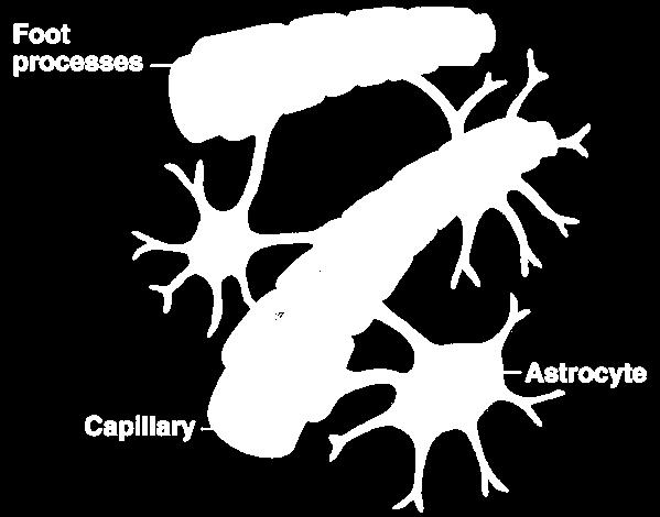 Astrocytes Star cells 20-50% of brain volume!