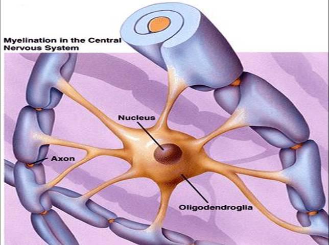 Oligodendrocyte Responsible for myelin formation, leaf-like cytoplasmic processes from the bodies of the cells extending to wrap around nerve
