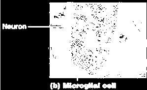 Microglia Small, somewhat elongated cells with short, spiny processes, that