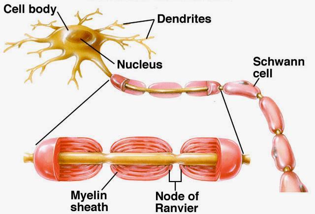 Schwann Cell Envelop all nerve fibers of the PNS and extend from their attachment to (entry or exit from) the spinal cord and brain