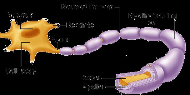 fiber Show some cytoplasmic