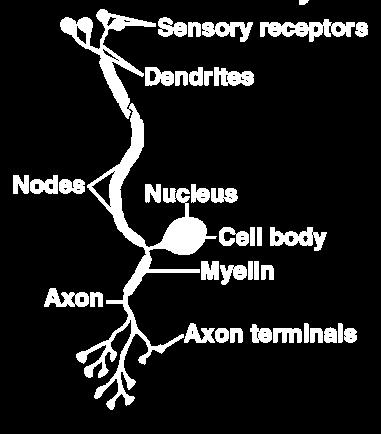 NEURON Human nervous system
