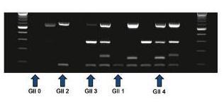 Ampli1 TM WGA quality control Genome