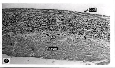 2 Epd, ependyma; NF, nerve fibres; LNC, nuclear cell