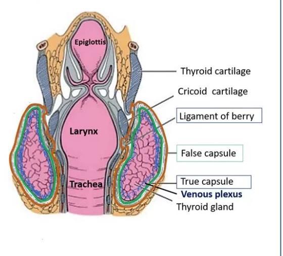 Capsule of thyroid Gland The thyroid gland is covered by a thin fibrous capsule, which has an inner and an outer layer.