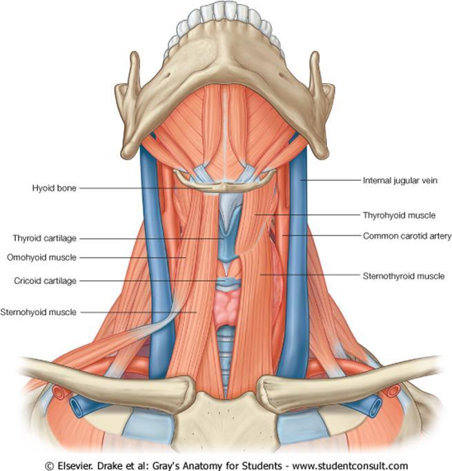 Relation of The Thyroid Gland The thyroid gland lies in front of the neck, hidden by the anterior muscles of the neck, sternothyroid and sternohyoid muscles.