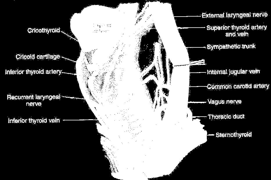 RELATION OF THYROId GLANd CON T Medially: The larynx Trachea Pharynx and Oesophagus Associated with these structures are the cricothyroid