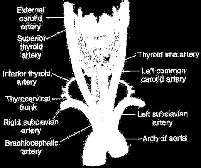 Arterial Supply of the Thyroid Gland The two superior thyroid arteries anastomose with each other after sending branches into the gland.