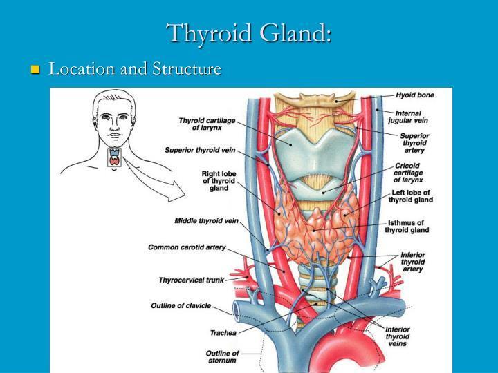 Venous Drainage of the Thyroid Gland There is a venous plexus which occupies the area between the thyroid sheath and the capsule of the gland.