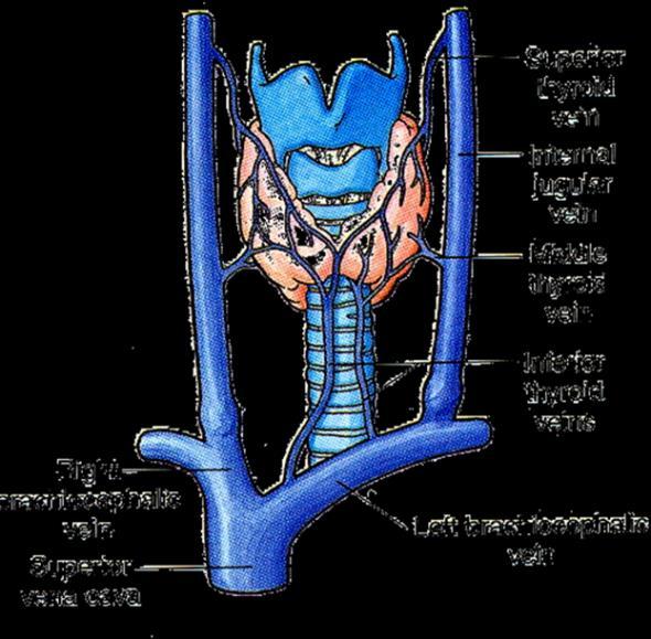 VENOUS drainage OF THE THYROId GLANd.