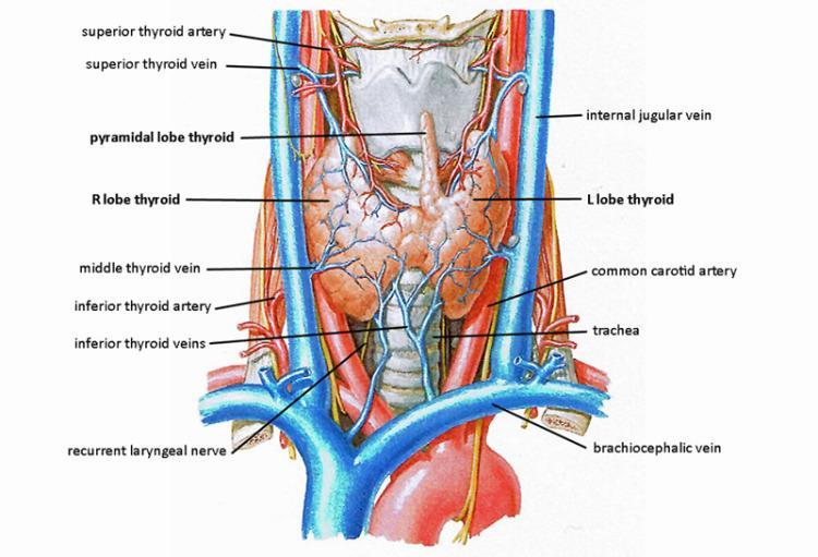 They pass laterally anterior to the common carotid artery, and empty into the internal jugulars and, Two