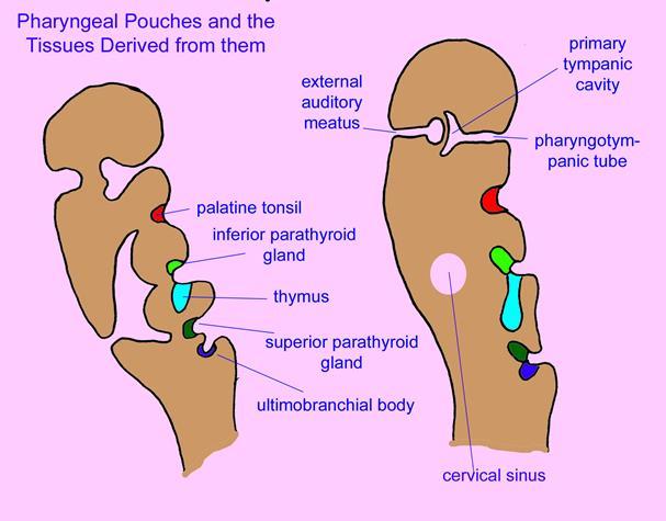 Parathyroid Gland Development The parathyroid glands develop from the endoderm cells between the third and fourth pharyngeal pouch.
