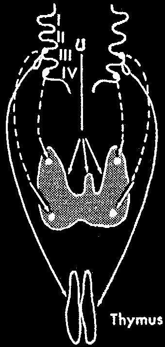 Embryology of the Thyroid Gland The thyroid gland arises as a midline evagination from the floor of the embryonic pharynx at the level of the second pharyngeal pouches (II).