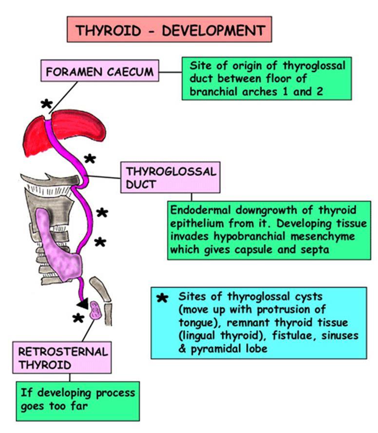 EMbRYOLOGY OF THE THYROId GLANd..CON T Its path may be indicated by a ligament or a muscle (levator glandulae thyroide) attaching the isthmus or a pyramidal lobe to the hyoid bone.