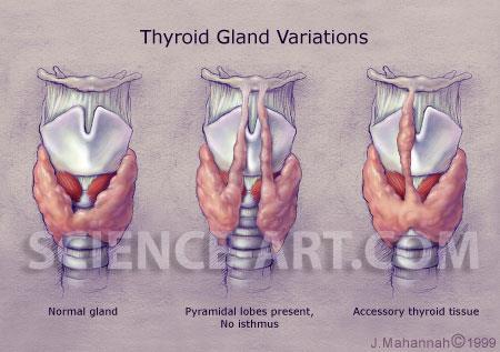 EMbRYOLOGY OF THE THYROId GLANd..CON T The pyramidal lobe based on the isthmus marks the inferior end of the embryonic thyroglossal duct.