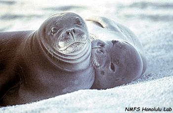monk seals Feed on coral reef fishes