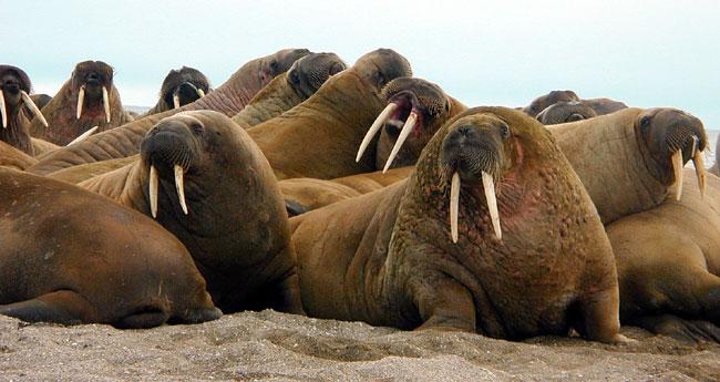 Walruses: Benthic feeding: Trophic biology of pinnipeds 11 G.