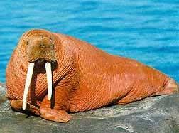 Trophic biology of pinnipeds 13 Walruses: Benthic feeding: Cool