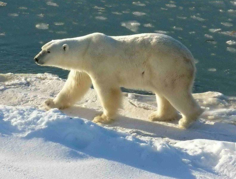 Polar bear foraging 1 Primary