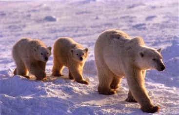 2 Polar bear foraging