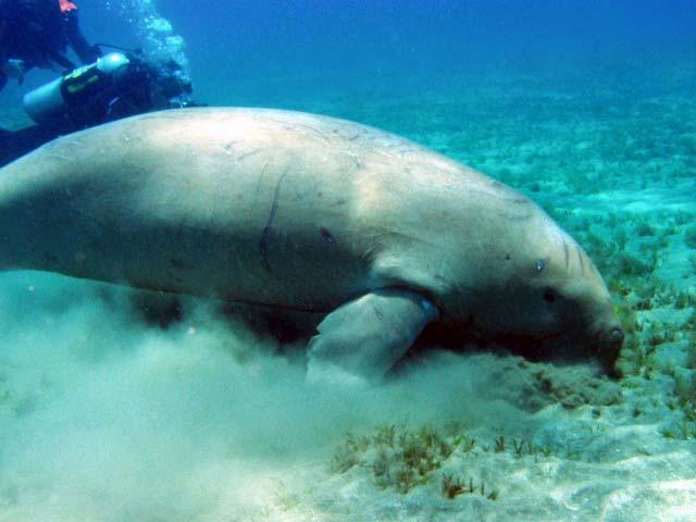 7 Sirenian foraging Patterns by families: Dugongs (dugongidae): Obligate bottom feeders; Forage