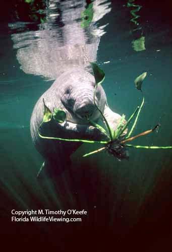 Sirenian foraging 9 Patterns by families: Manatees (trichechidae):