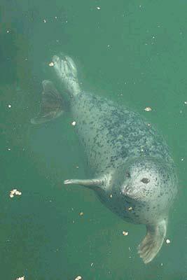 Trophic biology of pinnipeds 4 Phocids: