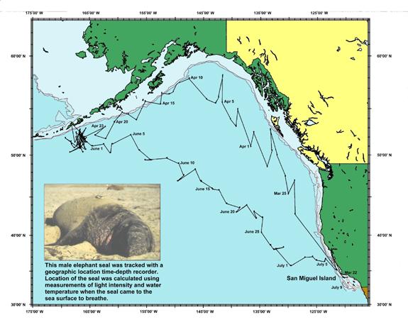 Trophic biology of pinnipeds 8 Phocid case