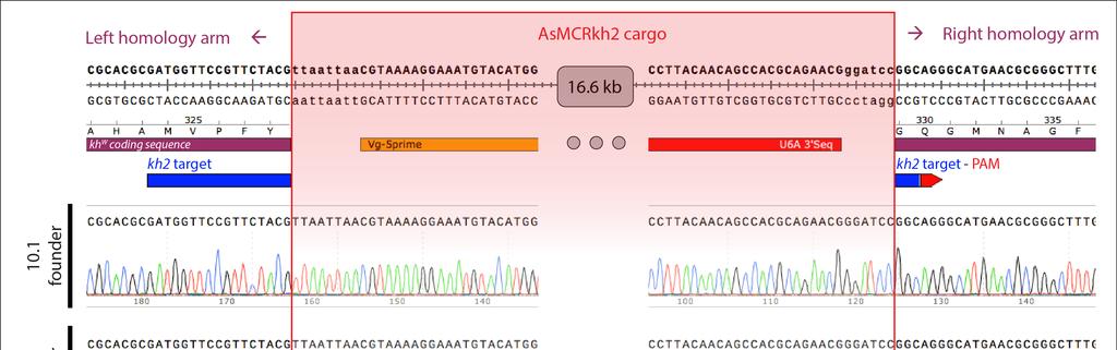 Figure S1. Molecular confirmation of the precise insertions of the AsMCRkh2 cargo into the kh w locus.