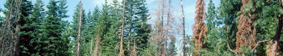 hardwoods and conifers Some species require pre-