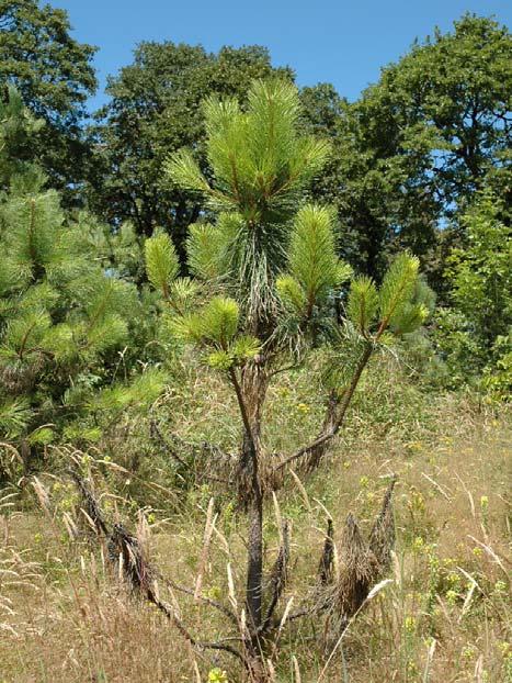 Dothistroma on Radiata pine in Australia 1. Low foliar sulfur concentrations appeared correlated with high disease severity 2.