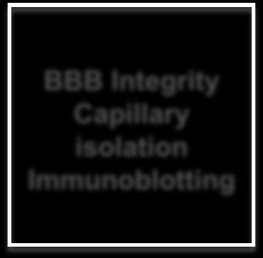 Immunoblotting Activation