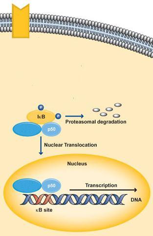 Signaling pathways Mitogen activated protein kinase pathway (MAPK) Three main MAPK subfamilies: ERK1/2 JNKs P38Ks Nuclear factor kappab (NF-kB) Transcription factor Activated