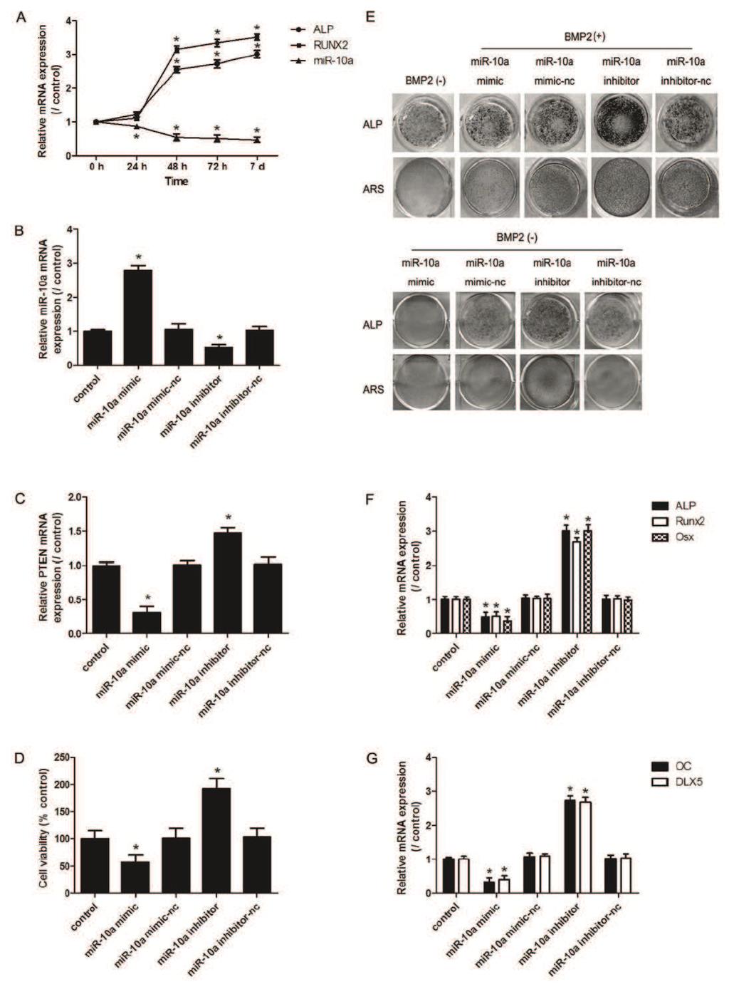 2199 MiR-10a inhibits BMP2-induced MC3T3-E1 osteogenic differentiation. The MC3T3-E1 cells was tre- h, the mrna expression of mir-10a was analyzed (B).