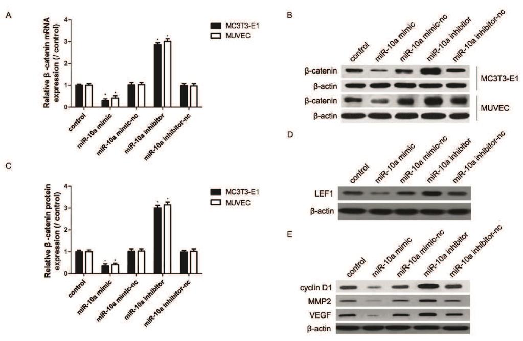 2201 MiR-10a triggered the activation of the Wnt signaling pathway.