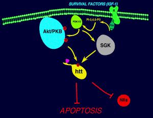 Normal Huntington disease Parkinson s disease Interruption of axonal transport causes axonal and somatic death gene (IT15) - contains a polymorphic