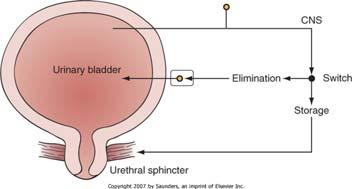 Learning Objectives Describe neurophysiology of urinary storage and voiding and alterations that occur with pathology Define Overactive Bladder (OAB) and benign prostatic enlargement (BPE) and their