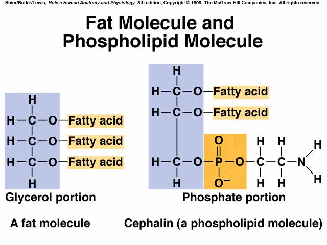 groups and is soluble in H2O Fat cells (adipocytes) - store energy in
