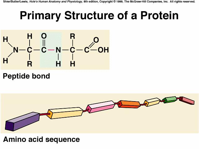 denature conformation breakdown of a protein caused by breaking the hydrogen bonds (ie) hair perm, frying an egg **5 ways a protein can lose its conformation by being